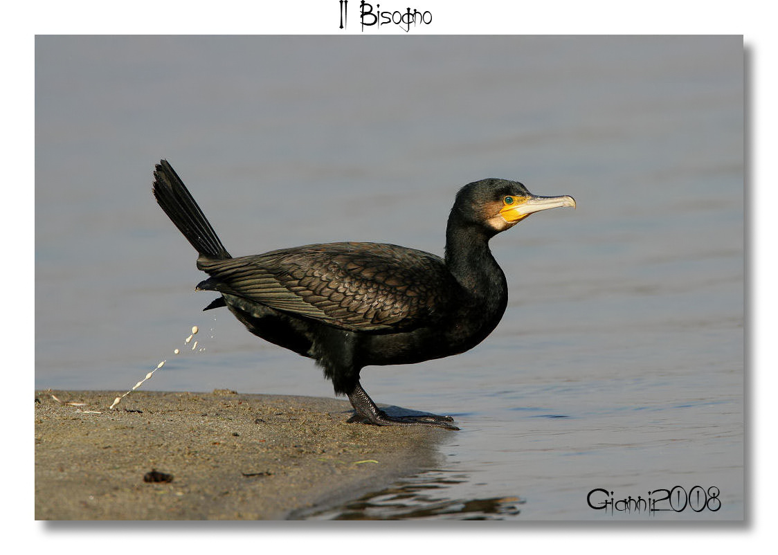 Avifauna humor